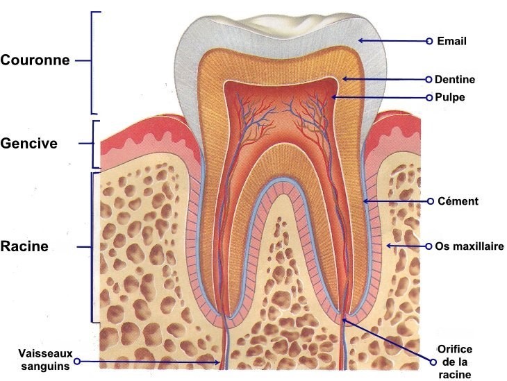 Endodontie pulpe dentaire Czarnecki